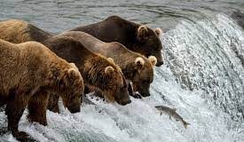 Katmai National Park’s celebration