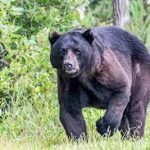 Black bear attacks couple, dog on Blue Ridge Parkway