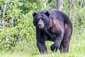 Black bear attacks couple, dog on Blue Ridge Parkway