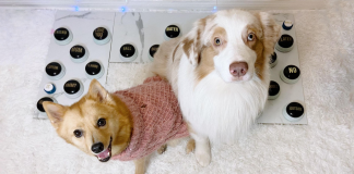 TikTok's viral 'talking' dogs and cats inspire a study of animal behavior