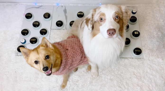 TikTok's viral 'talking' dogs and cats inspire a study of animal behavior