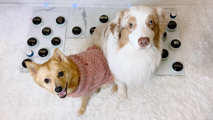 TikTok's viral 'talking' dogs and cats inspire a study of animal behavior