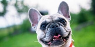 French bulldogs have more health problems than other dog breeds.
