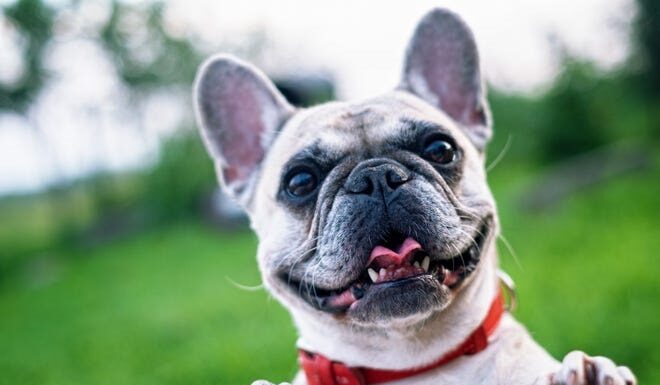 French bulldogs have more health problems than other dog breeds.