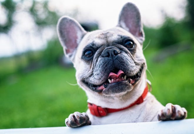 French bulldogs have more health problems than other dog breeds.