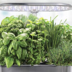 Gift herbs and vegetables with an AeroGarden at a discount.