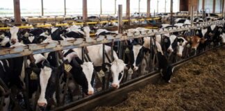 The U.S. prevails over Canada in a dairy dispute