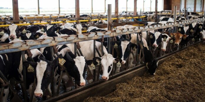 The U.S. prevails over Canada in a dairy dispute