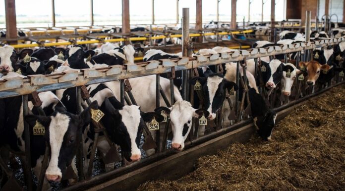 The U.S. prevails over Canada in a dairy dispute. The U.S. prevails over Canada in a dairy dispute