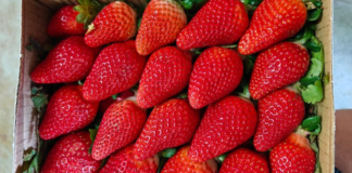 India wants to cuts its reliance on overseas strawberry varieties