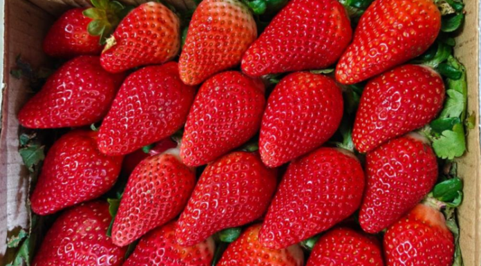 India wants to cuts its reliance on overseas strawberry varieties India wants to cuts its reliance on overseas strawberry varieties